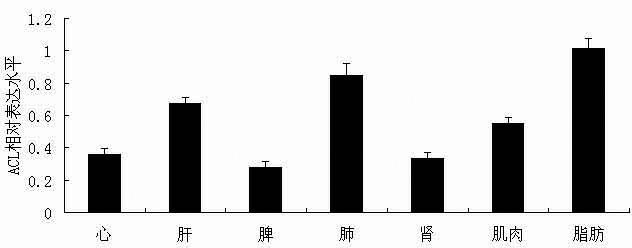 ACL (ATP (Adenosine Triphosphate) citrate lyase) gene relative to intramuscular fat deposition