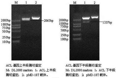 ACL (ATP (Adenosine Triphosphate) citrate lyase) gene relative to intramuscular fat deposition