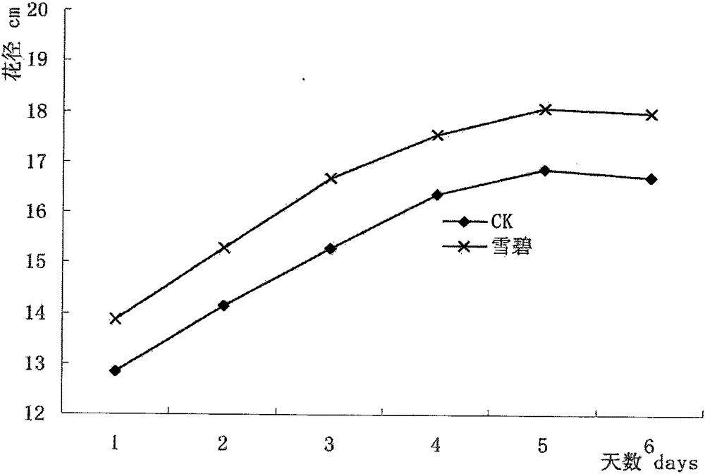 Cut lily freshness maintaining method and application thereof