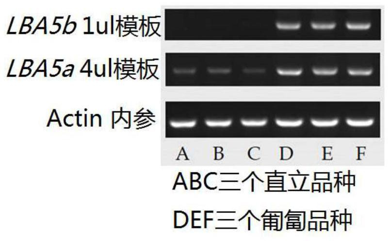 Gene lba5 Regulating Side Branch Angle, Growth Habit and Plant Architecture in Peanut and Its Application