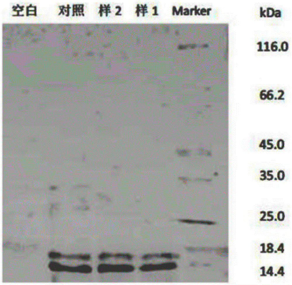 Haemocoagulase acutus thrombin and preparation method thereof