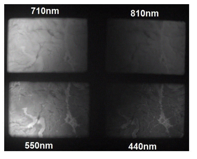 Multispectral image textural feature-based beef tenderness detection device and method thereof