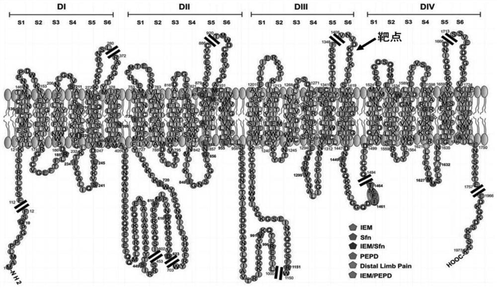 Antibody or antibody fragment specifically binding to voltage-gated sodium channel alpha subunit Nav1.7