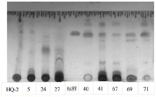 A method for culturing and screening paclitaxel-producing bacteria from Taxus chinensis