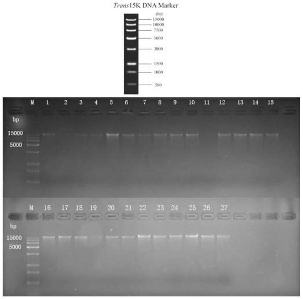 A method for dehosting extraction and library construction of sputum microbial metagenomics