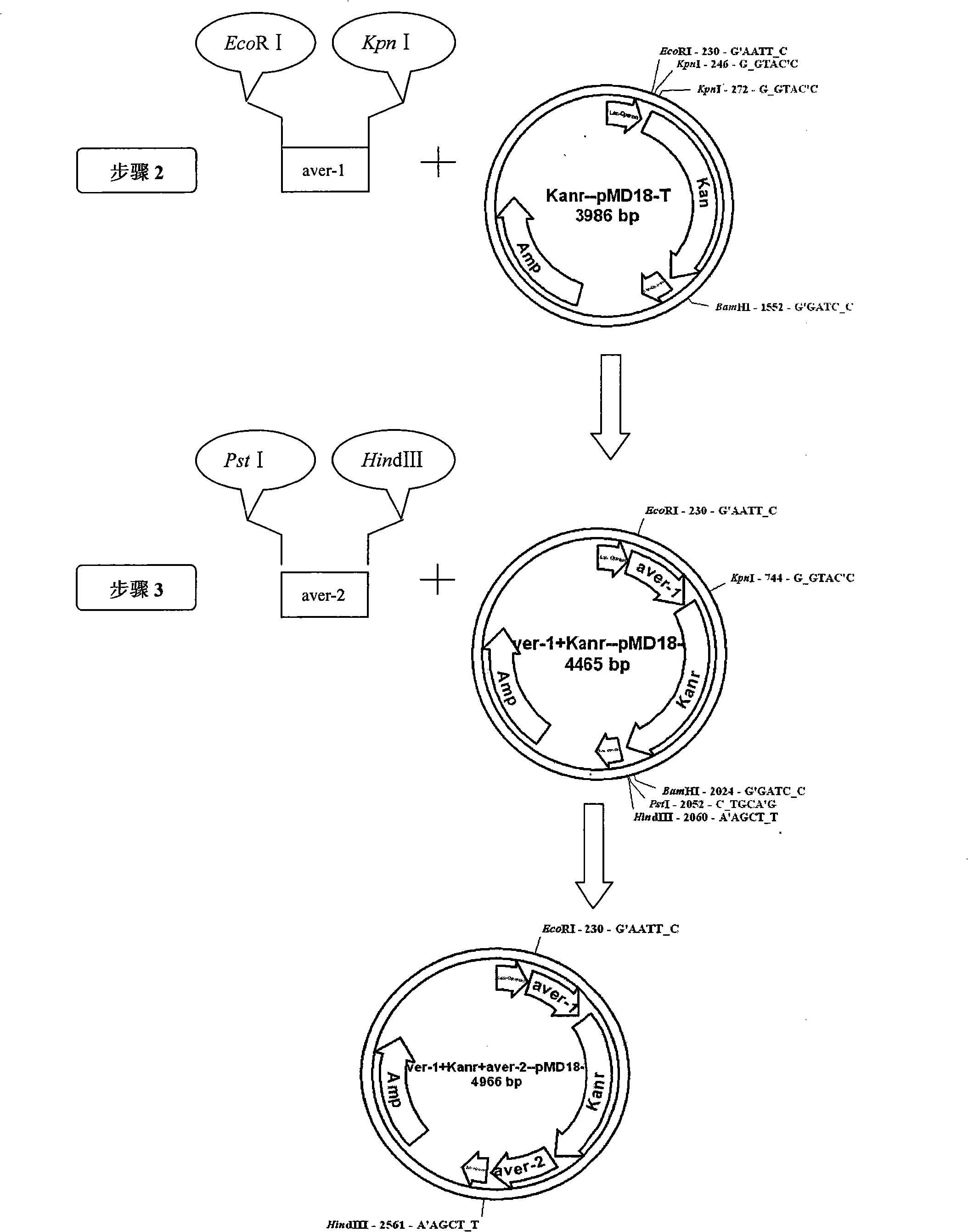 Avermectin and erythromycin synthesis gene cluster fused combination biological synthesis application