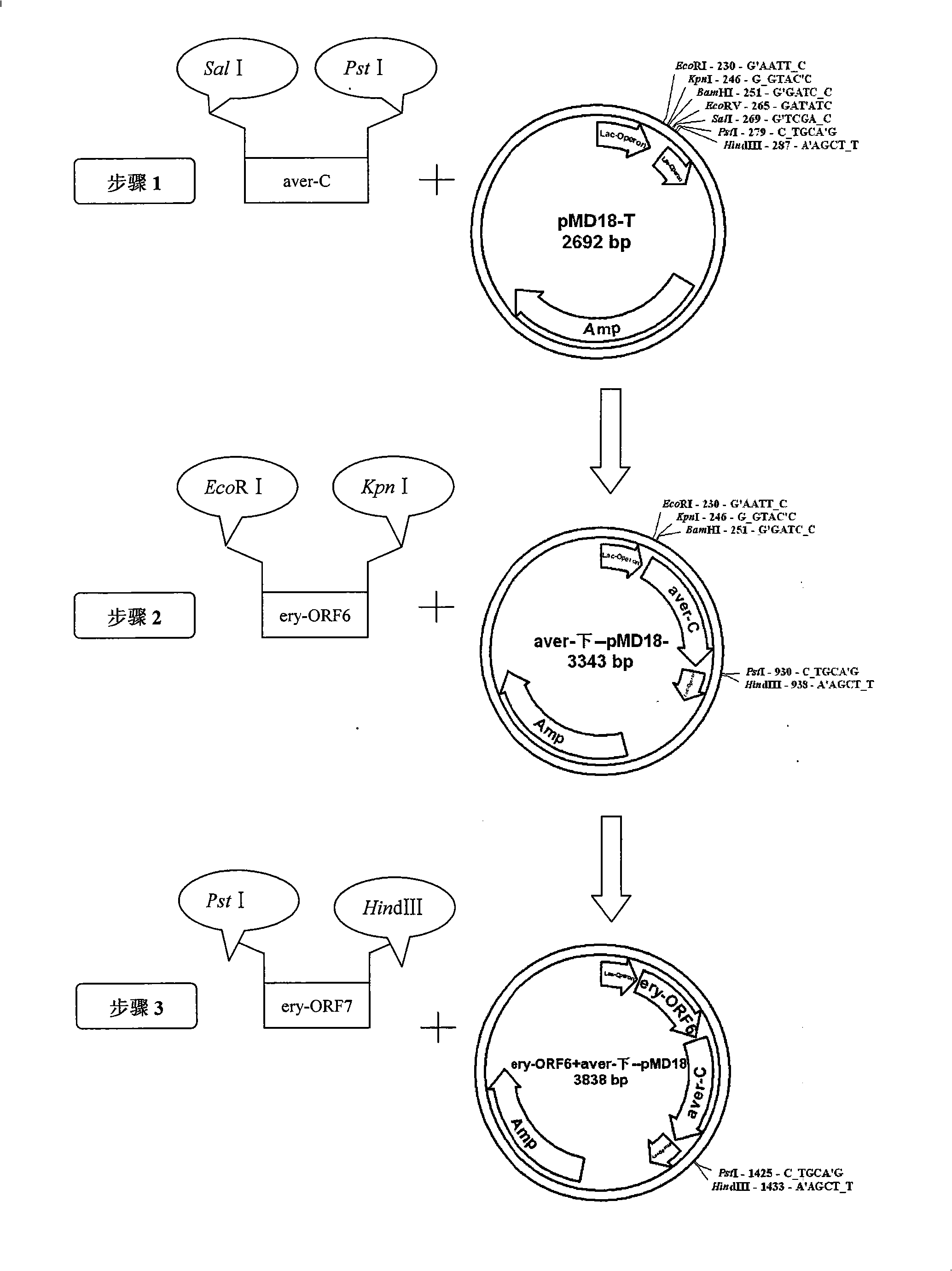 Avermectin and erythromycin synthesis gene cluster fused combination biological synthesis application