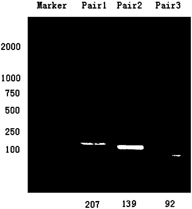 Specific high-expression UCR sequence in non-small cell lung cancer, detecting kit and detecting method
