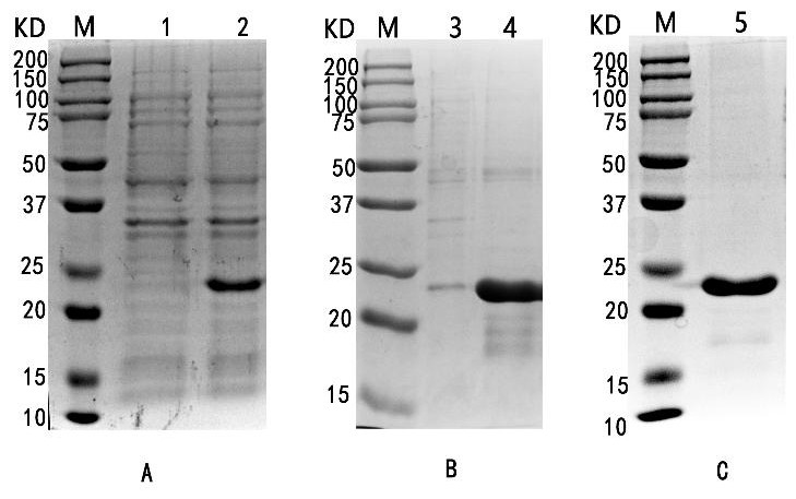 A kind of African swine fever virus recombinant antigen and its application