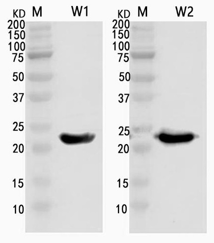 A kind of African swine fever virus recombinant antigen and its application