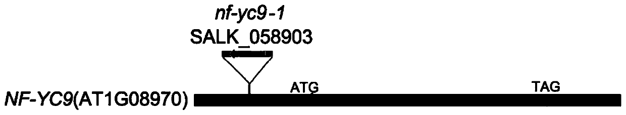 The application of NF-YC9 protein in regulating plant tolerance to ABA