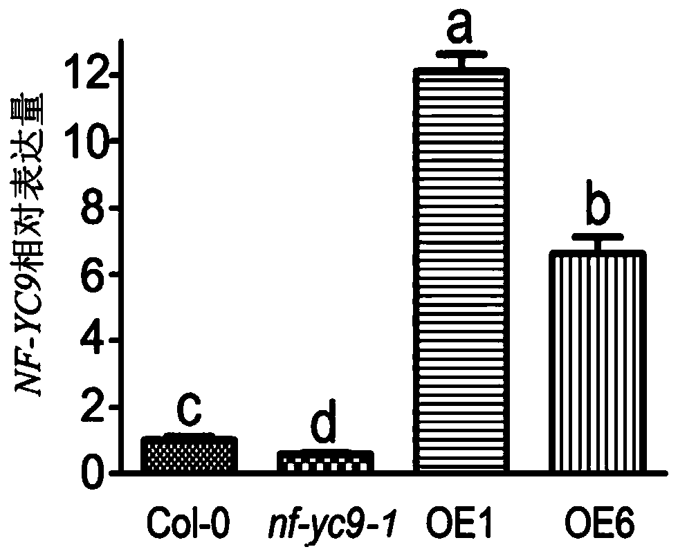 The application of NF-YC9 protein in regulating plant tolerance to ABA