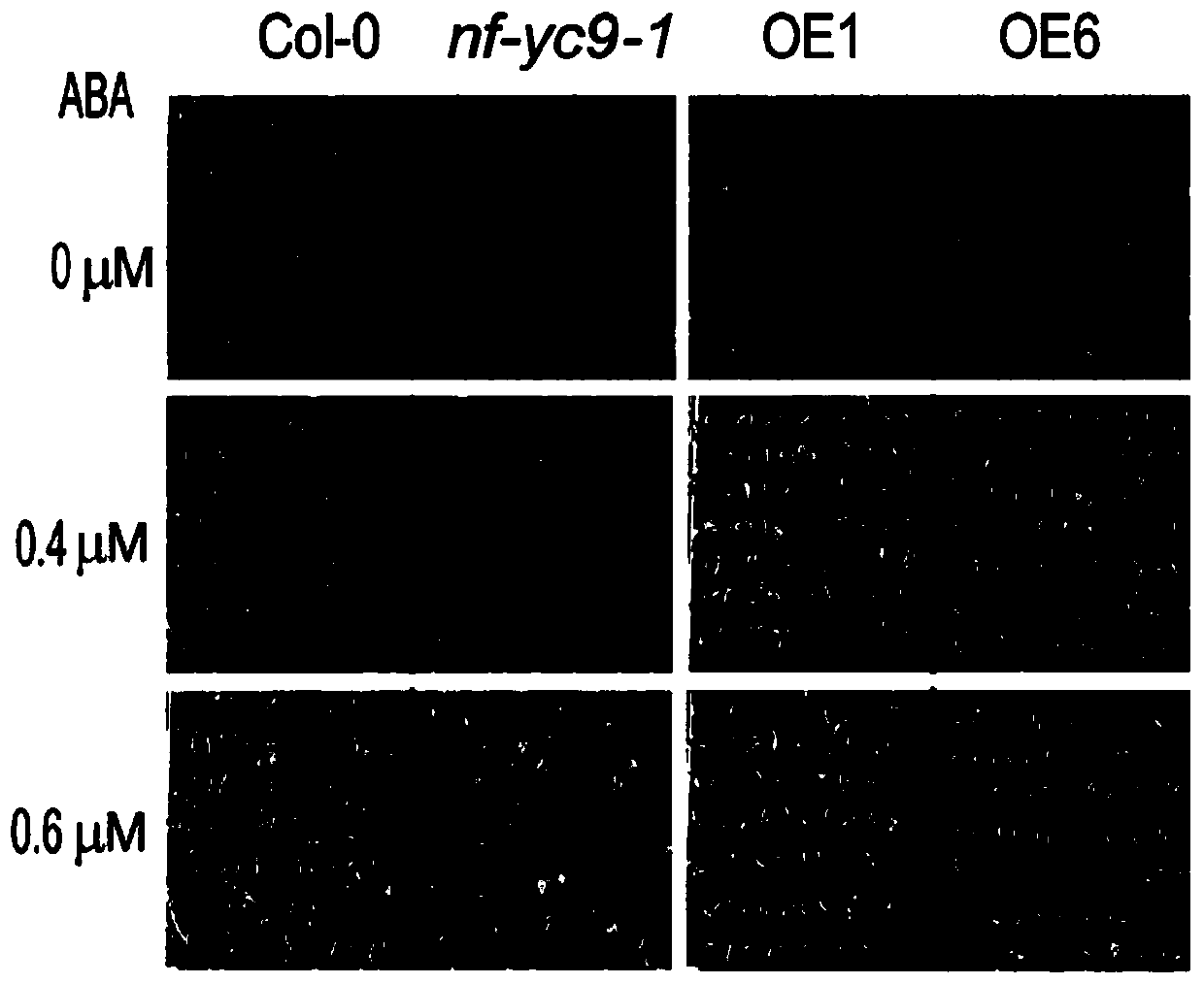 The application of NF-YC9 protein in regulating plant tolerance to ABA