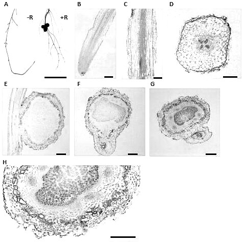 Application of gmmdh12 Gene in Promoting Soybean Nodulation and Nitrogen Fixation