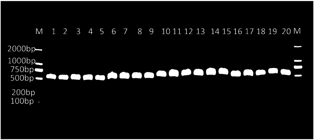 Primer and method for detecting type of APOE gene