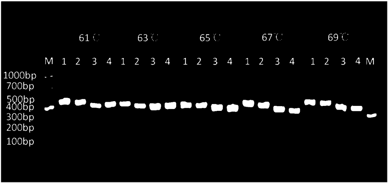 Primer and method for detecting type of APOE gene