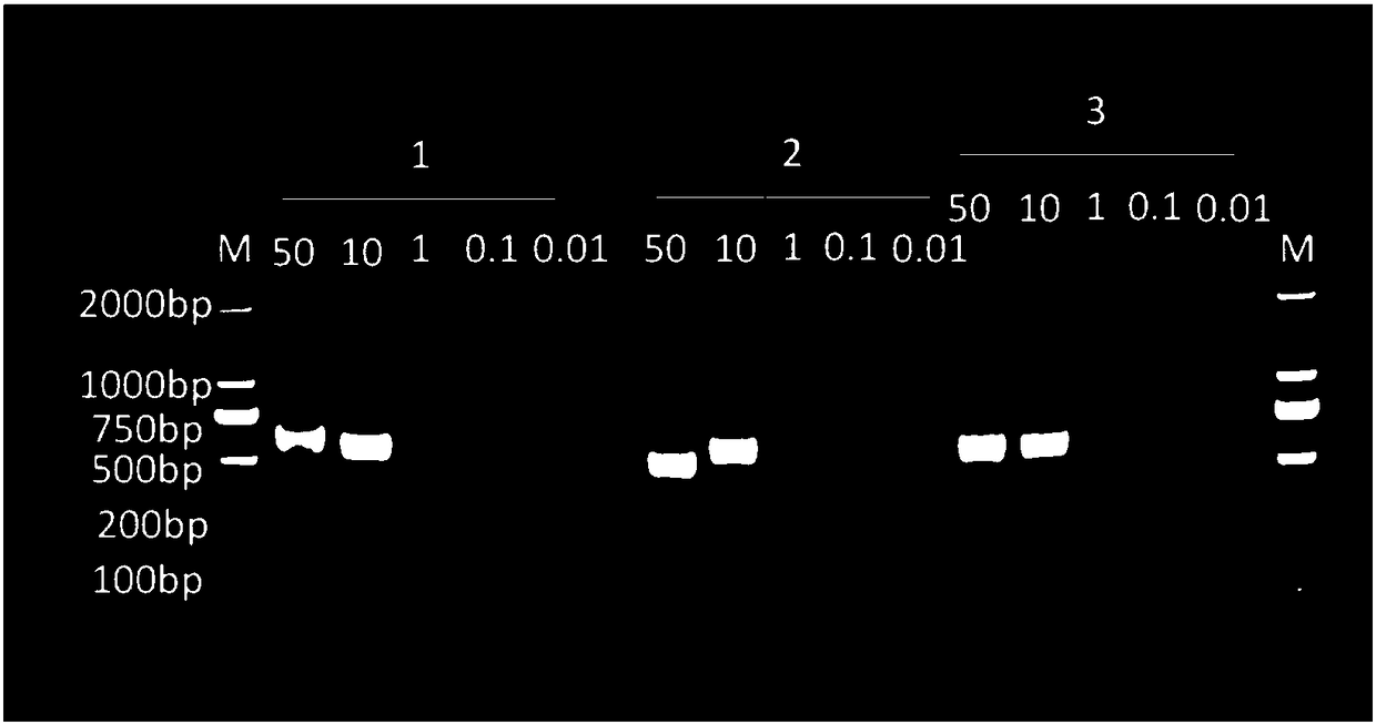 Primer and method for detecting type of APOE gene