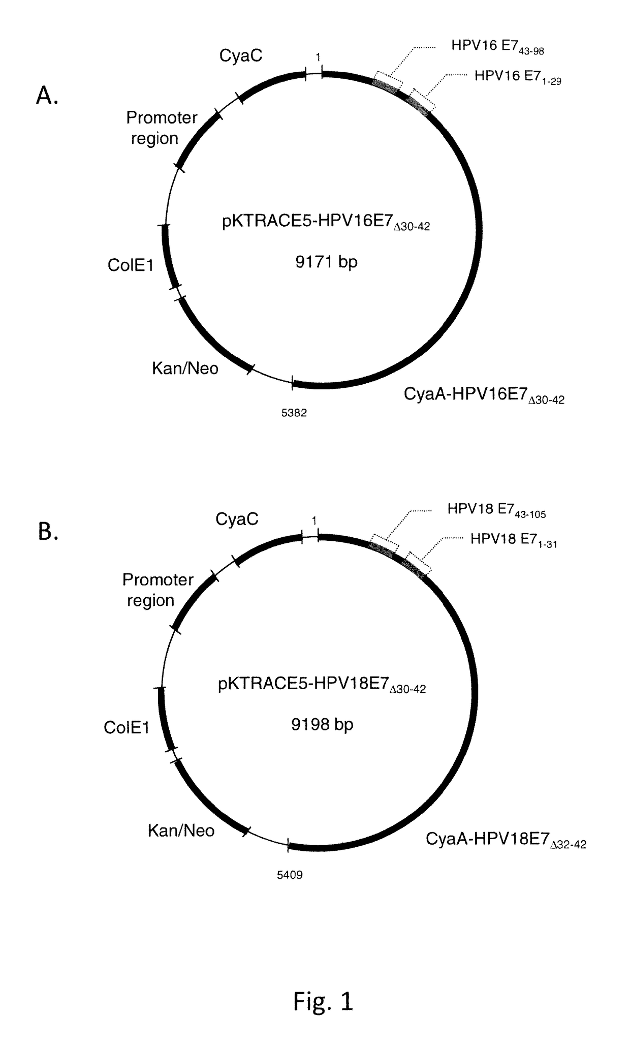 HPV/CyaA-based chimeric proteins and their uses in the induction of immune responses against HPV infection and HPV-induced disorders