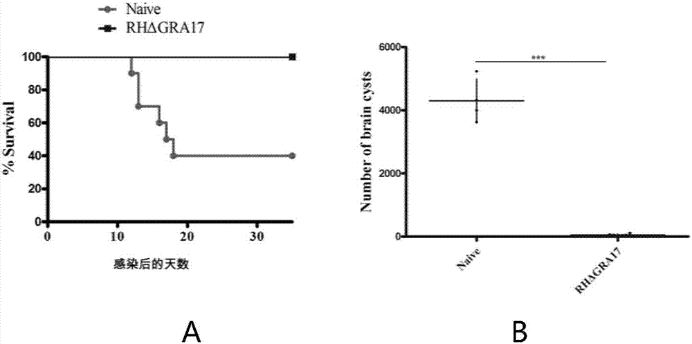 Attenuated live vaccine used for preventing toxoplasma infection and application of attenuated live vaccine