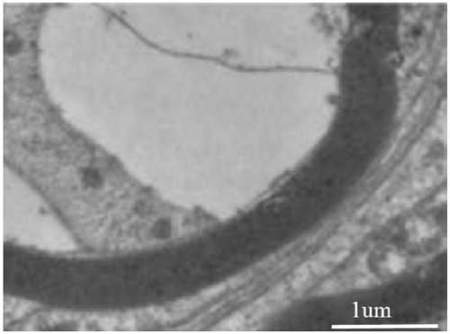 Black phosphorus composition, biological material containing black phosphorus composition, preparation method and application