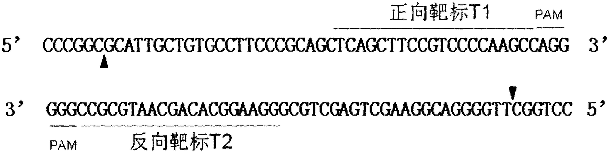 A pair of sgRNAs targeting the porcine rela gene
