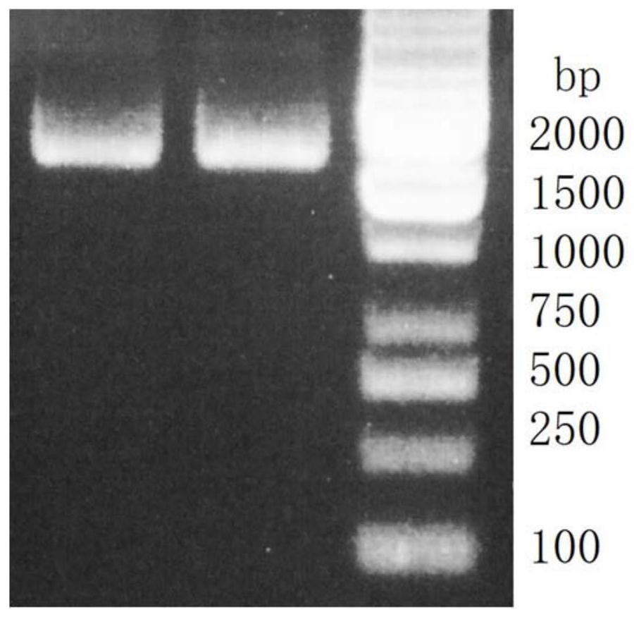 Anti-aging secretory Klotho protein and coding gene thereof, recombinant expression vector and application
