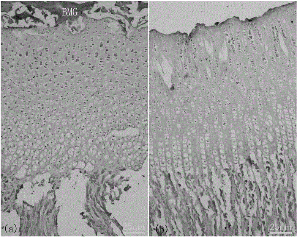 In-vitro construction method of epiphyseal plate cartilage