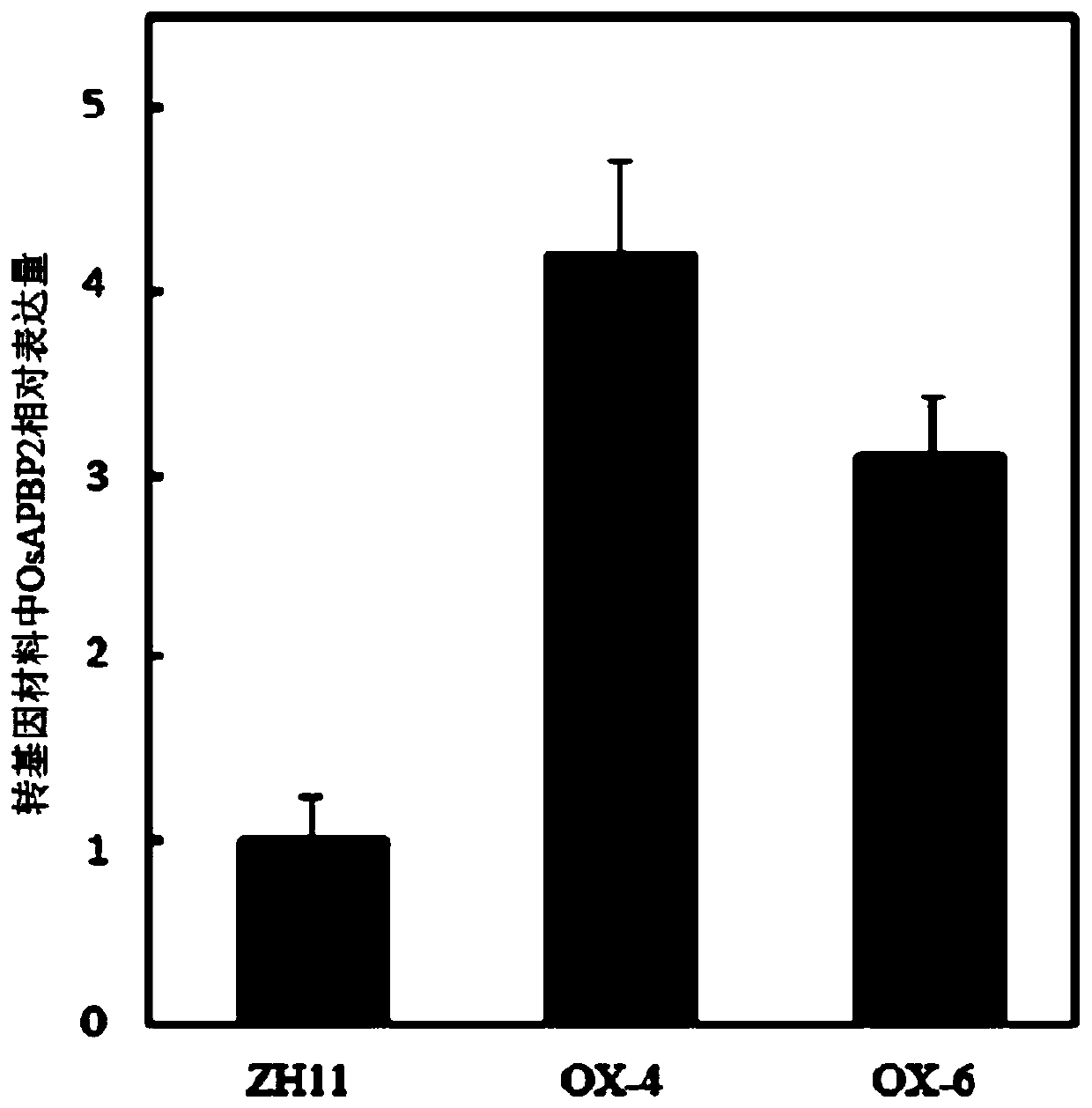 The Application of OSAPBP2 Protein in Promoting Folate Synthesis in Plants