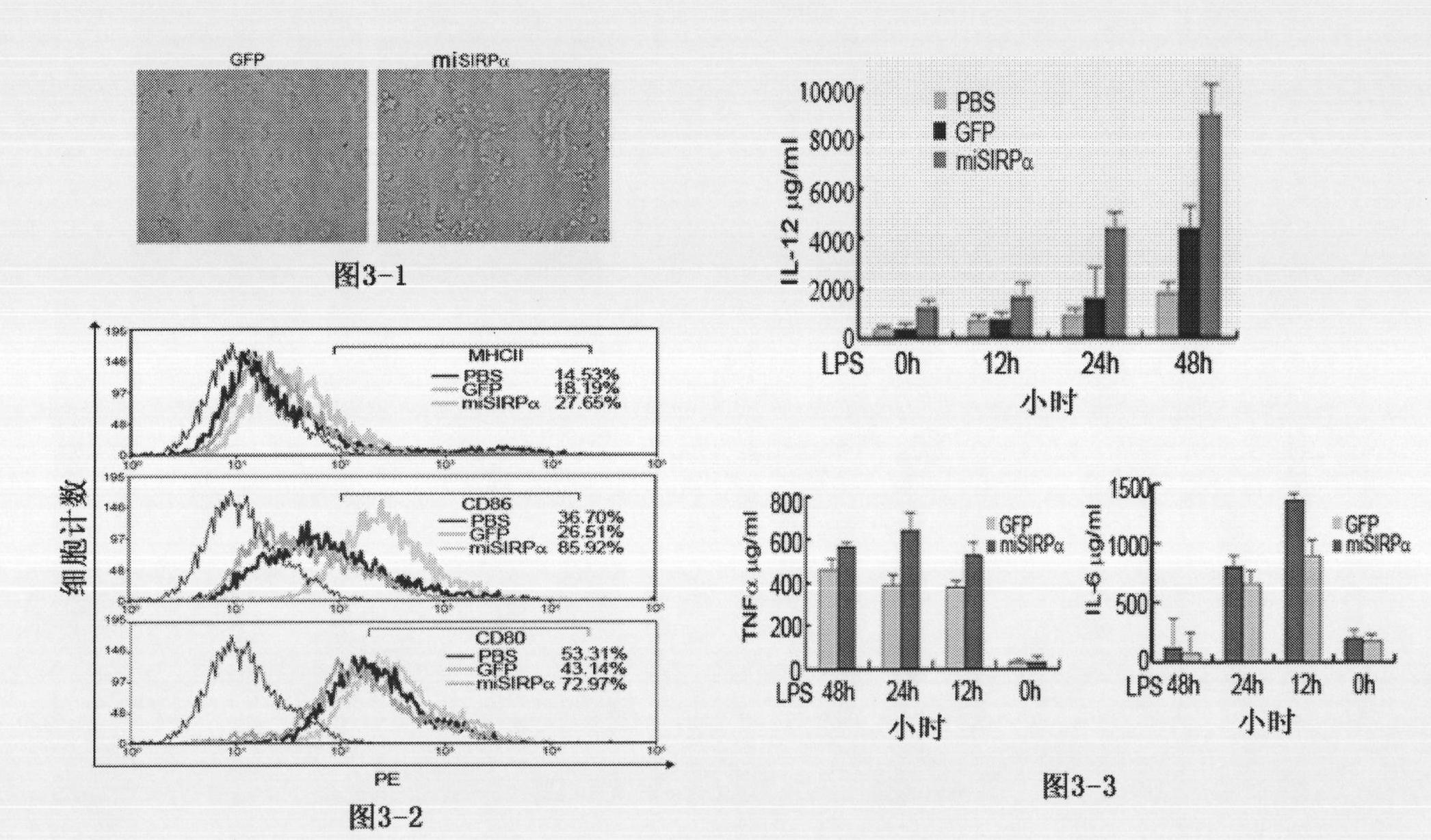 Application of signal adjusting protein alpha in preparation of DC vaccine for preventing and treating tumors