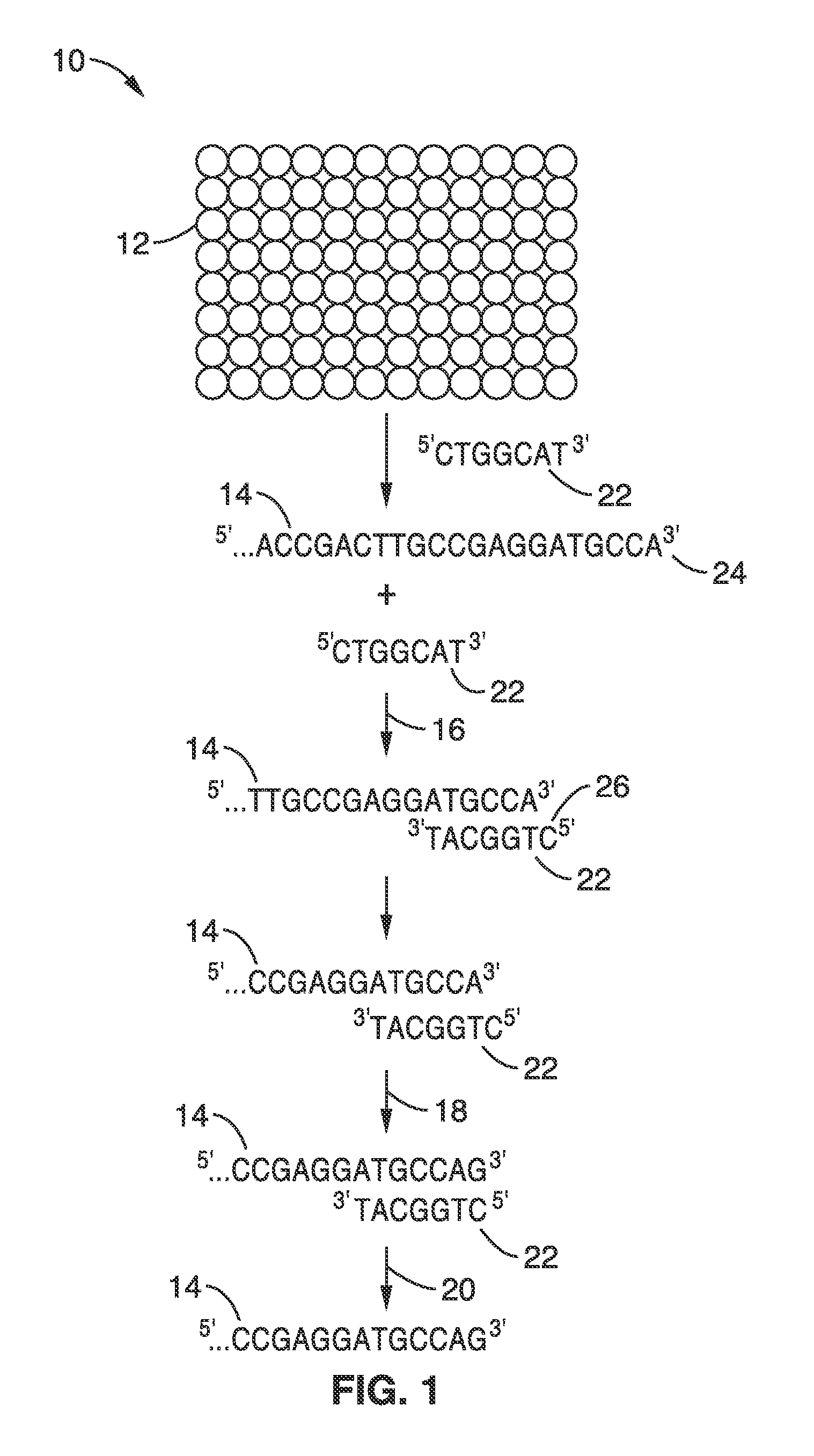Methods and apparatus for nucleic acid synthesis using oligo-templated polymerization
