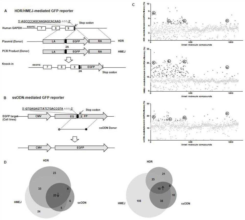 A method for improving the efficiency of genome-directed modification using small molecule compounds