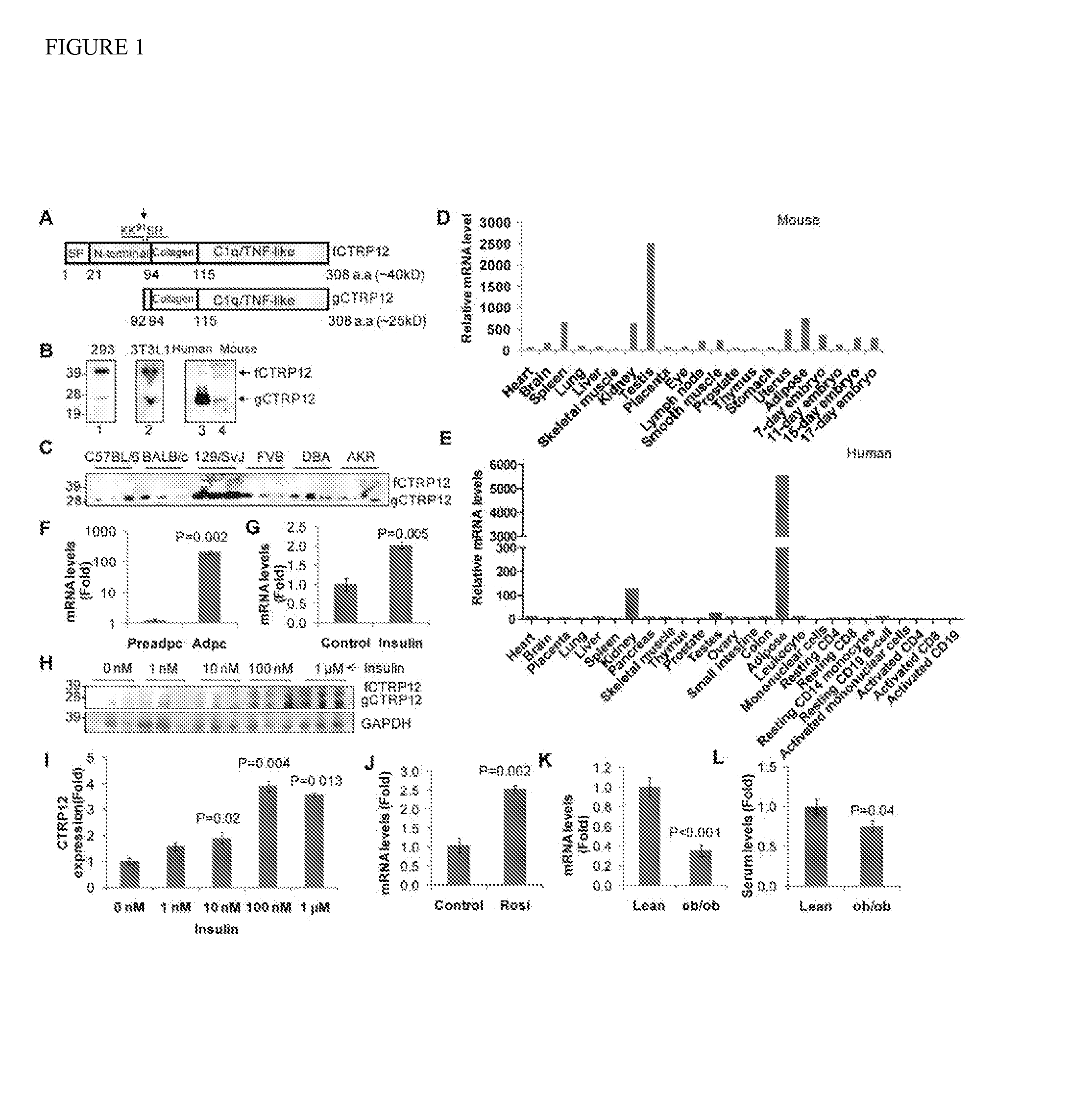 C1q/tnf-related protein 12 and compositions and methods of using same