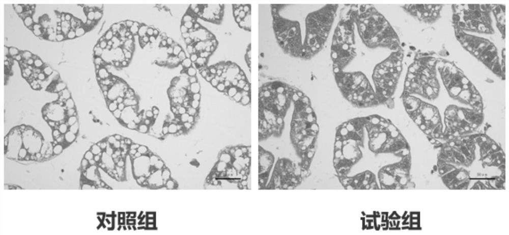 Shrimp biological functional feed rich in live bacteria and live enzymes and preparation method thereof