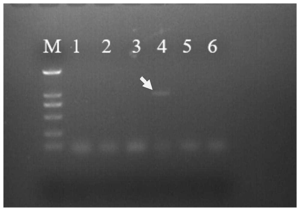 Rescuing method of gene VII type Newcastle disease virus subjected to codon replacement