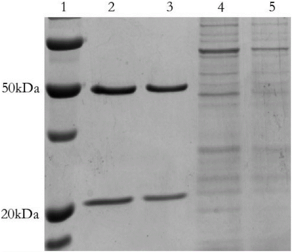 Complete-human-derived anti-CD45 all-molecule IgG antibody and application thereof