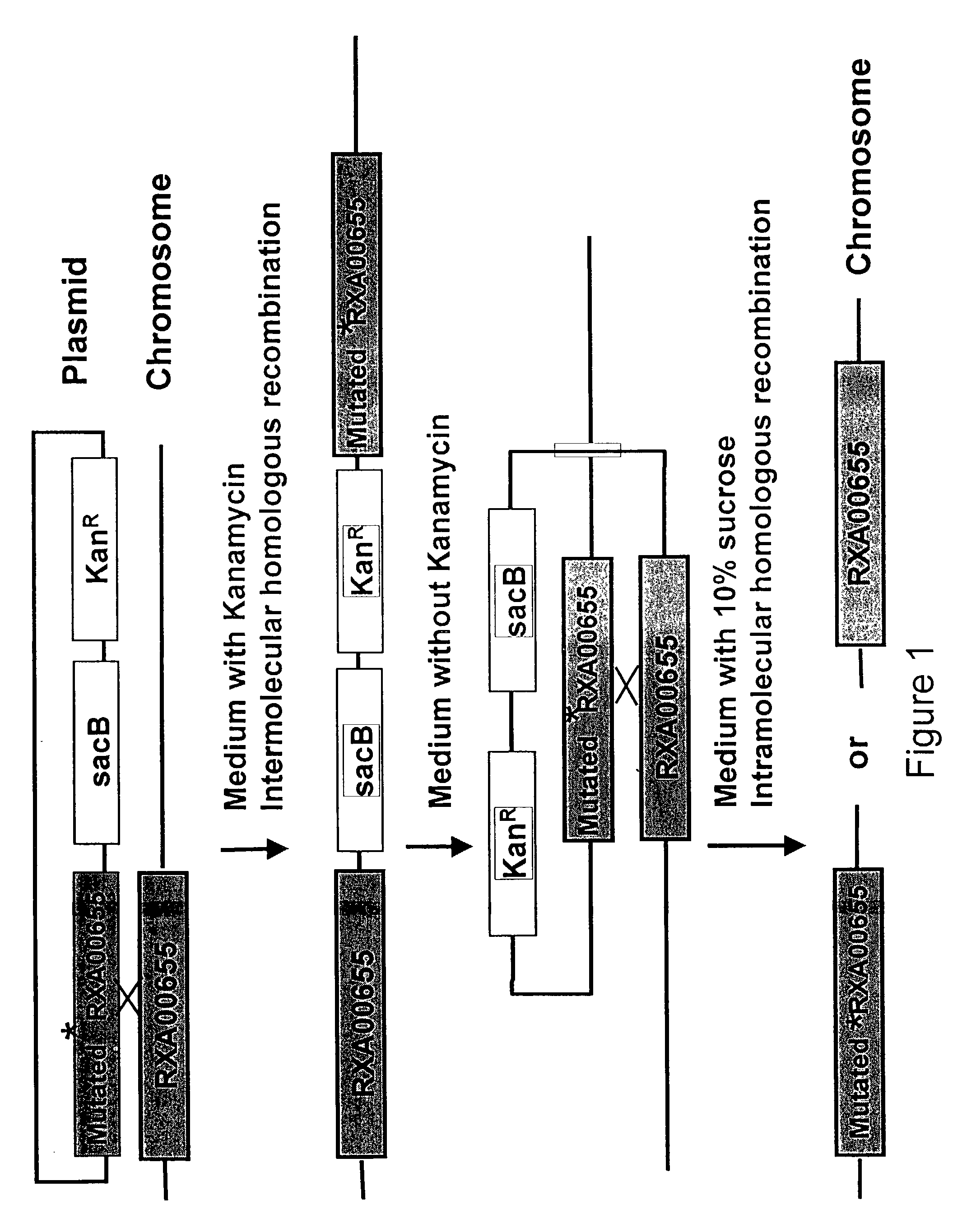 Nucleic acid molecules encoding metabolic regulatory proteins from Corynebacterium glutamicum, useful for increasing the production of methionone by a microorganism