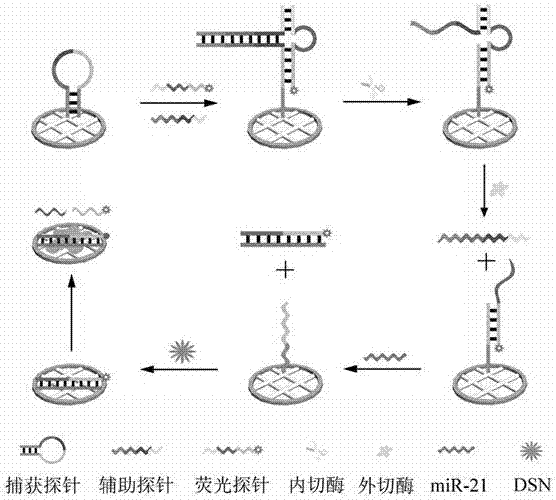 Method for detecting microRNA based on triple helix DNA structure