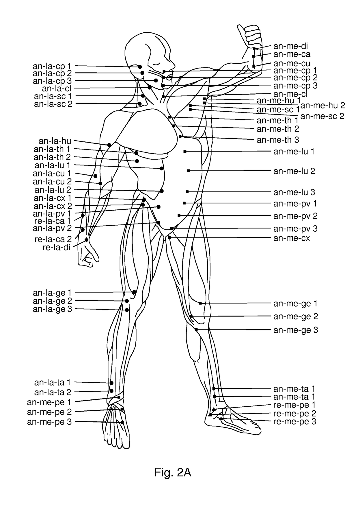 Use of hyaluronidase for treatment of muscle stiffness