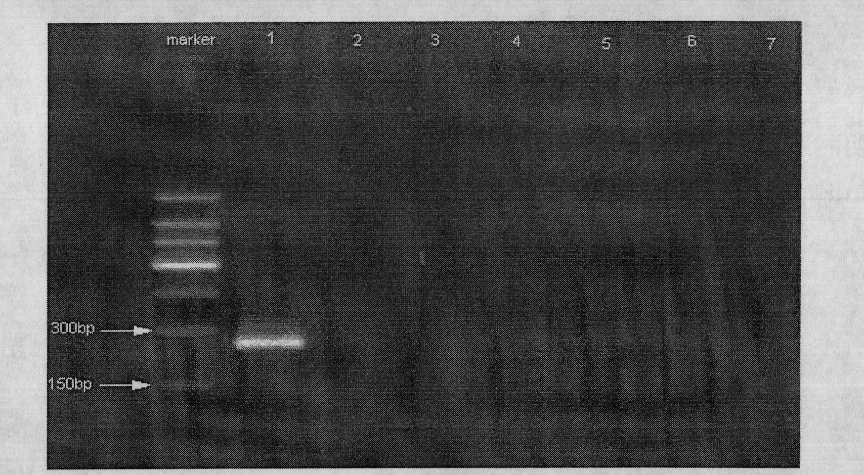 Method for fast identifying frankliniella occidentalis