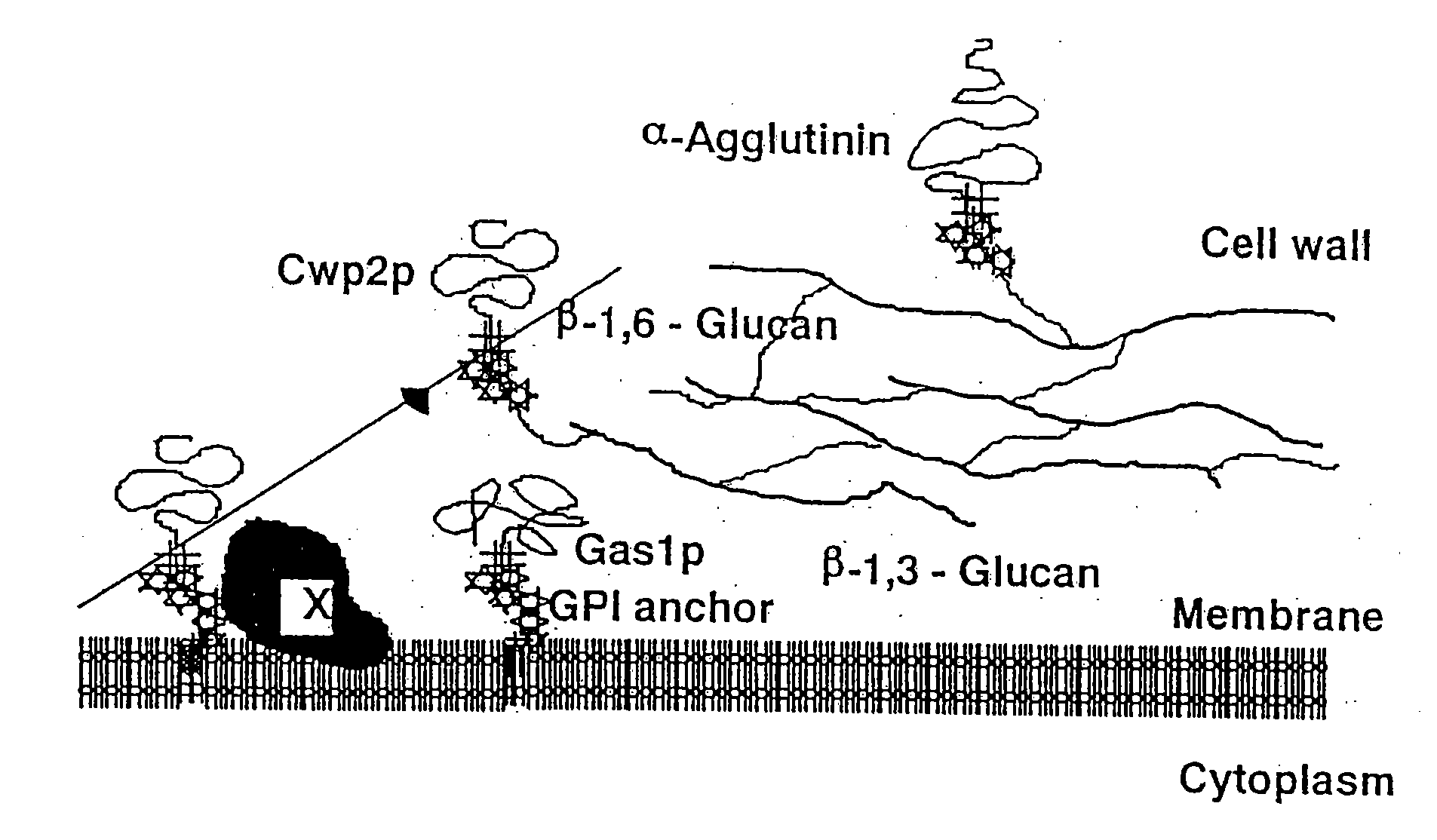 Fungal cell wall synthesis gene