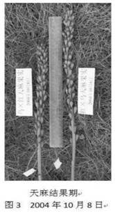 A kind of high-quality and high-yield seed production method of rhododendron hemp