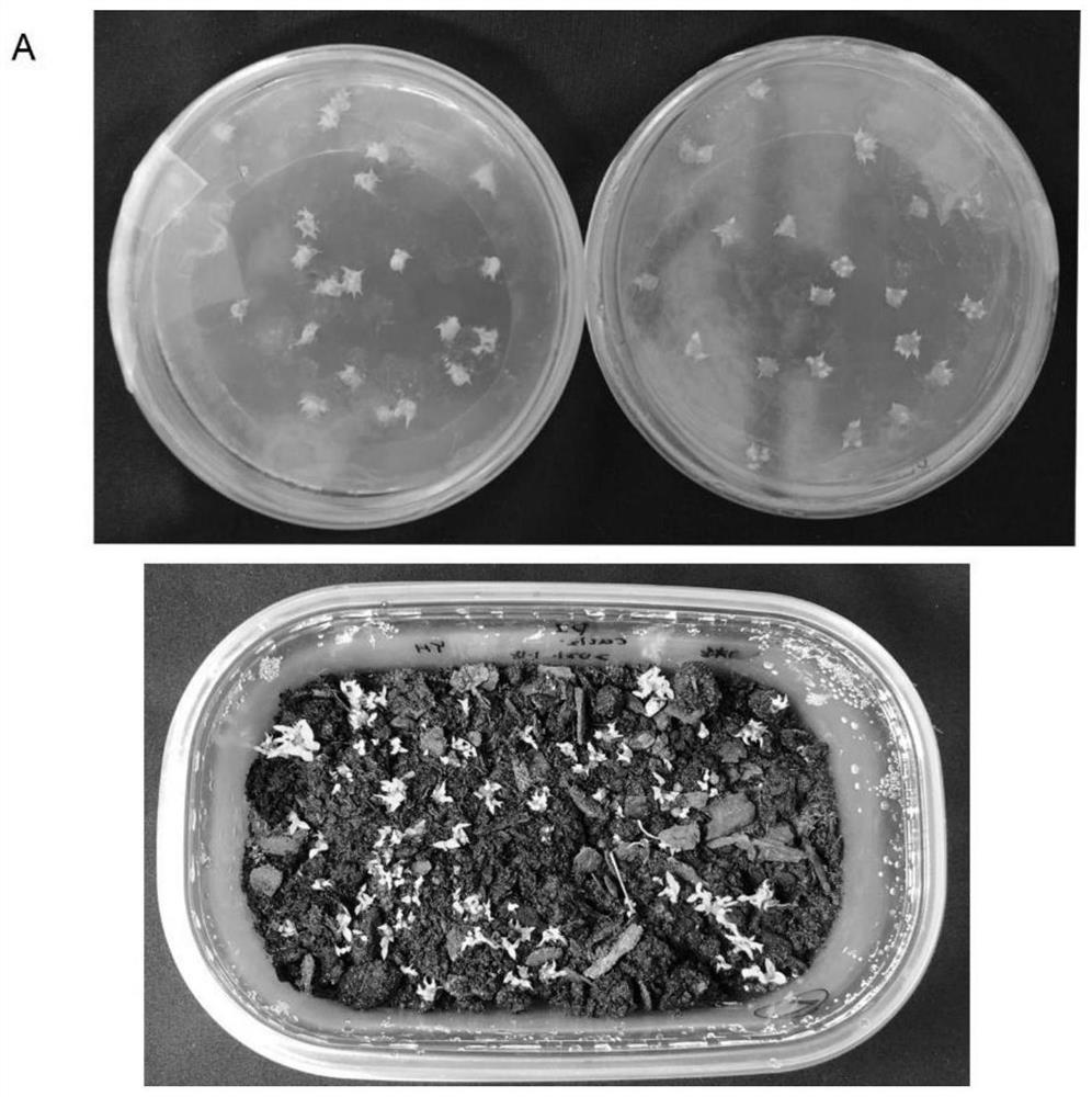 Orchid seed-fungus symbiotic germination complex as well as preparation method and application thereof