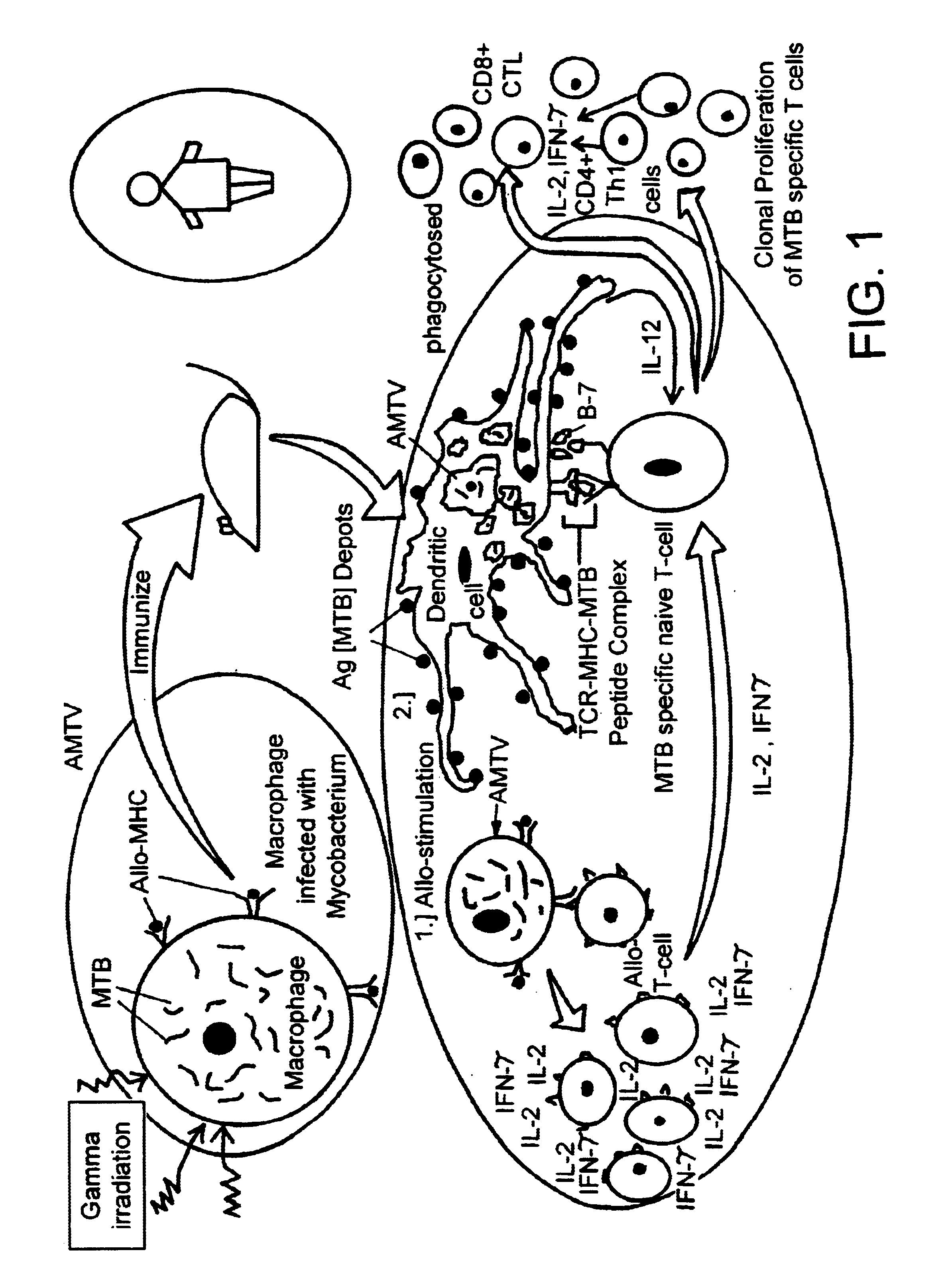 Process for the preparation of a vaccine for the treatment of tuberculosis and other intracellular infections diseases and the vaccine produced by the process