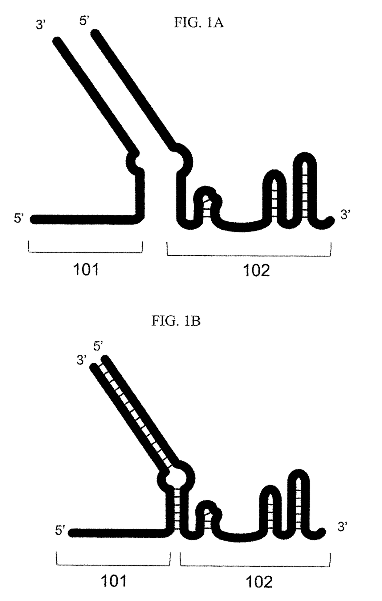 Methods for increasing cas9-mediated engineering efficiency