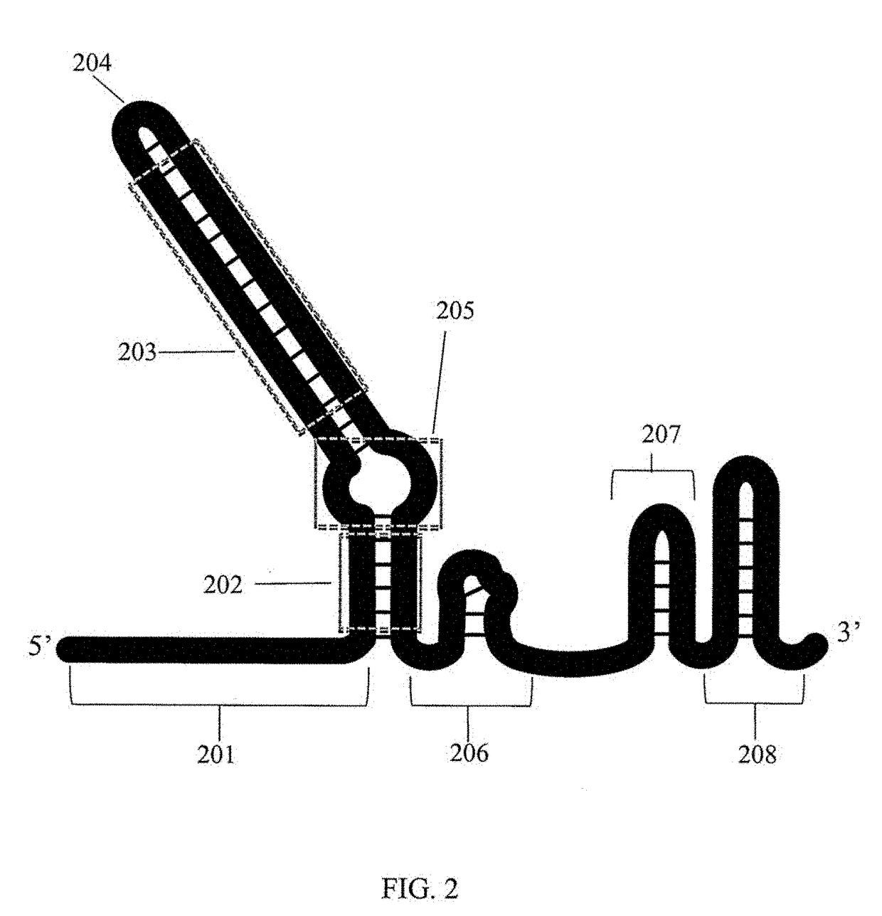 Methods for increasing cas9-mediated engineering efficiency