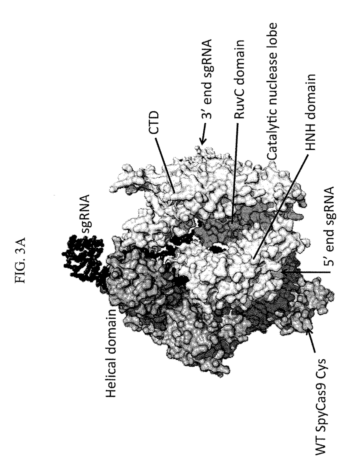 Methods for increasing cas9-mediated engineering efficiency