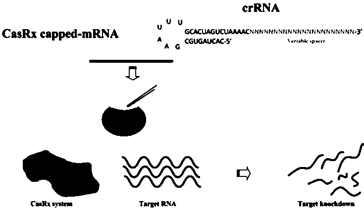Technique for realizing precisely fixed-point RNA shearing in fish embryos