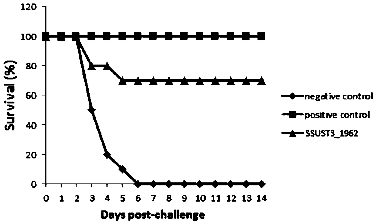 Adhesive antigen ssust3_1962 of Streptococcus suis serotype 3 and its preparation method and application