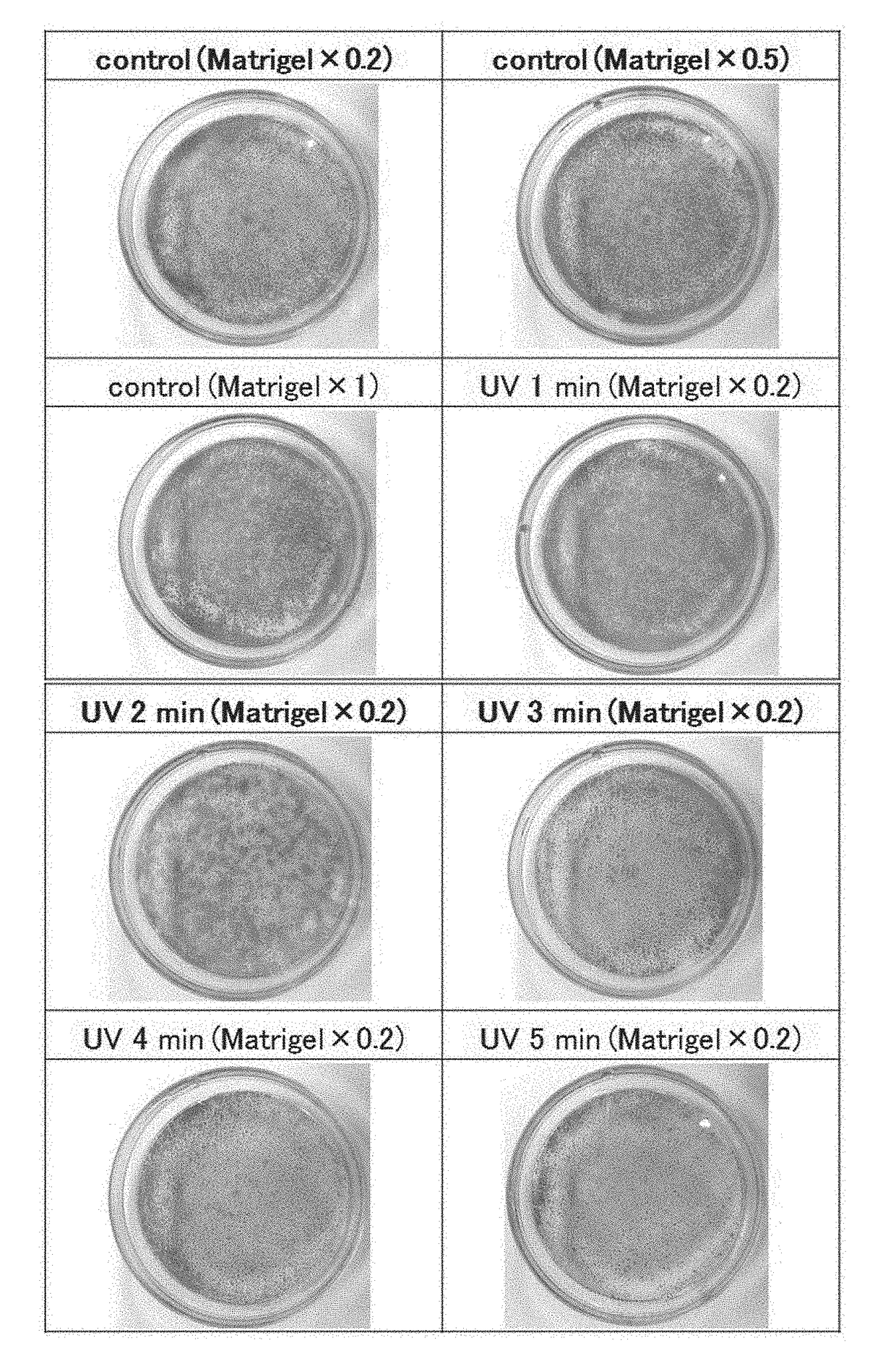 Substrate for supporting cells and method for producing same