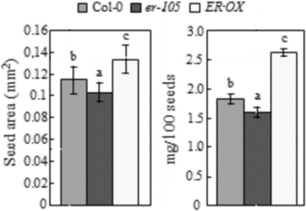 Method for regulating and controlling seed size by using ERECTA gene